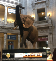 Henry the African Elephant stands proudly at the Smithsonian