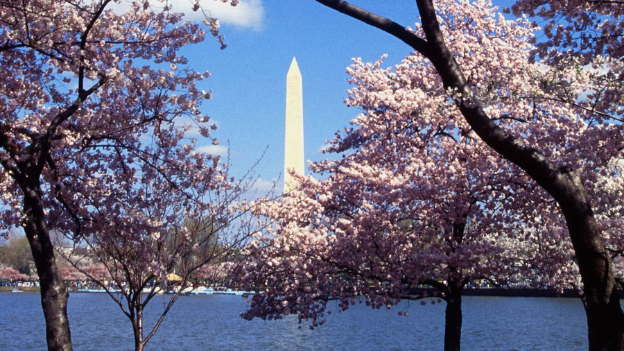 A picture of the cherry blossoms in Washington D.C. Photo provided by Creative Commons.