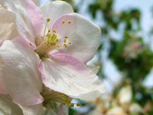 A beautiful apple blossom.
Photo provided by Creative Commons.
