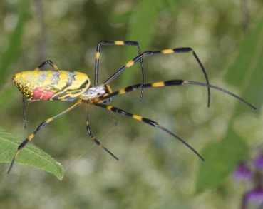 A photograph of the Joro Spider.