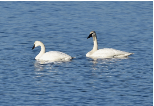 Tundra Swans on the Water.