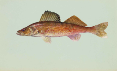 Picture of a walleye fish.