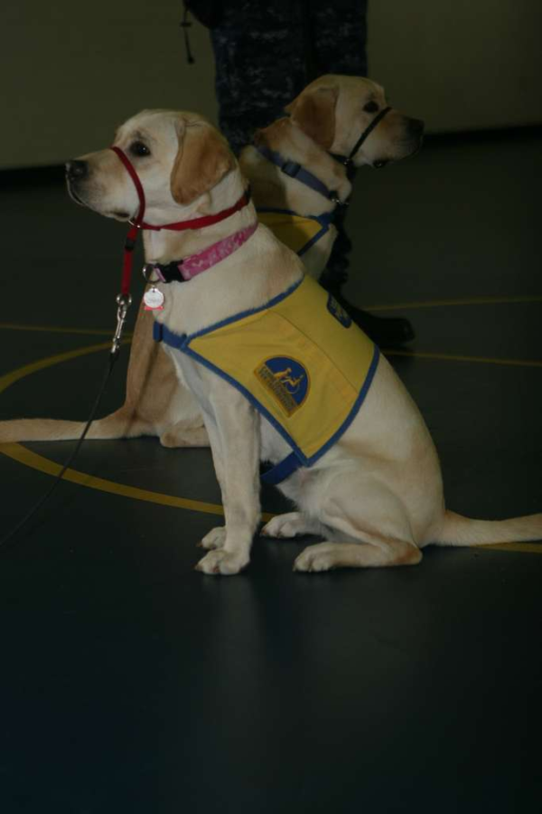 Image of a service dog for Canine Companions.