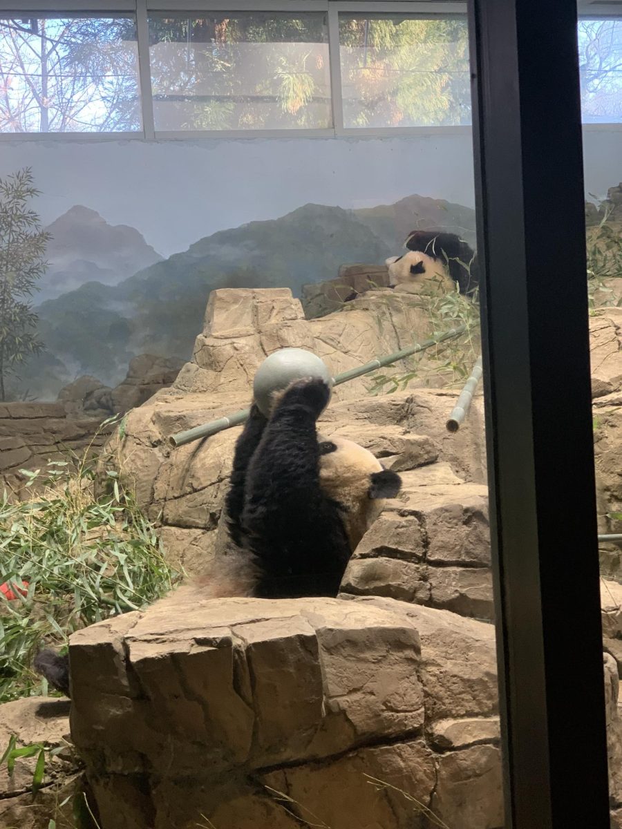 A panda in the Smithsonian Zoo playing with a ball. Photo taken by Augusta Beekman.