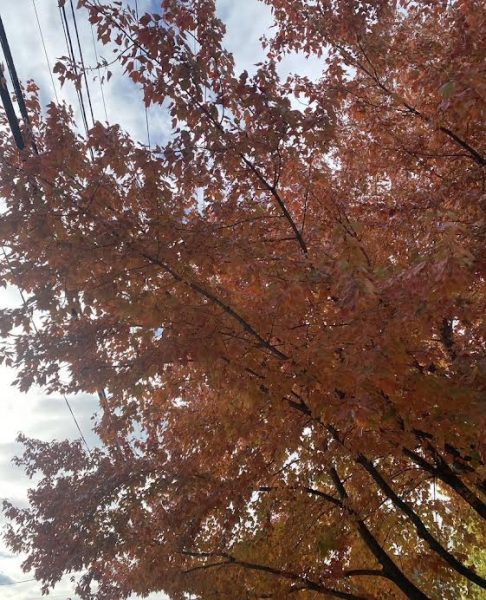 Fall foliage in Loudoun County.
