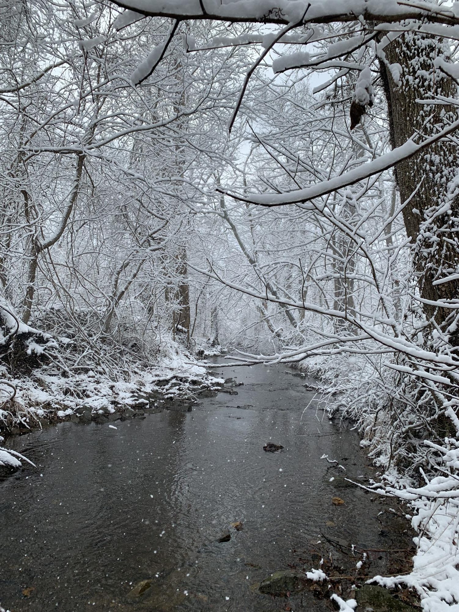Snowfall in Loudoun County, Virginia. Photo taken by Augusta Beekman. 