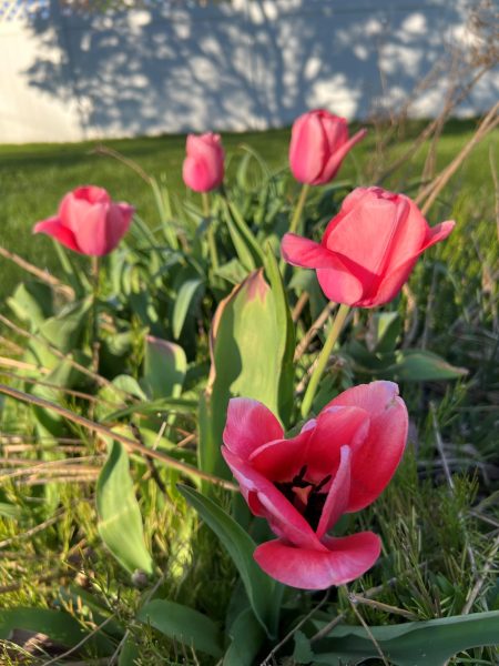 Pink tulips bloom early April. Photo provided by Chelsea Dyke.