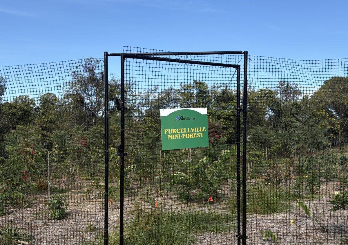 Enclosing the mini-forest plot, the fence protects the plants from deer and invasive species. Photo provided by Jennie-Kate Hannis.